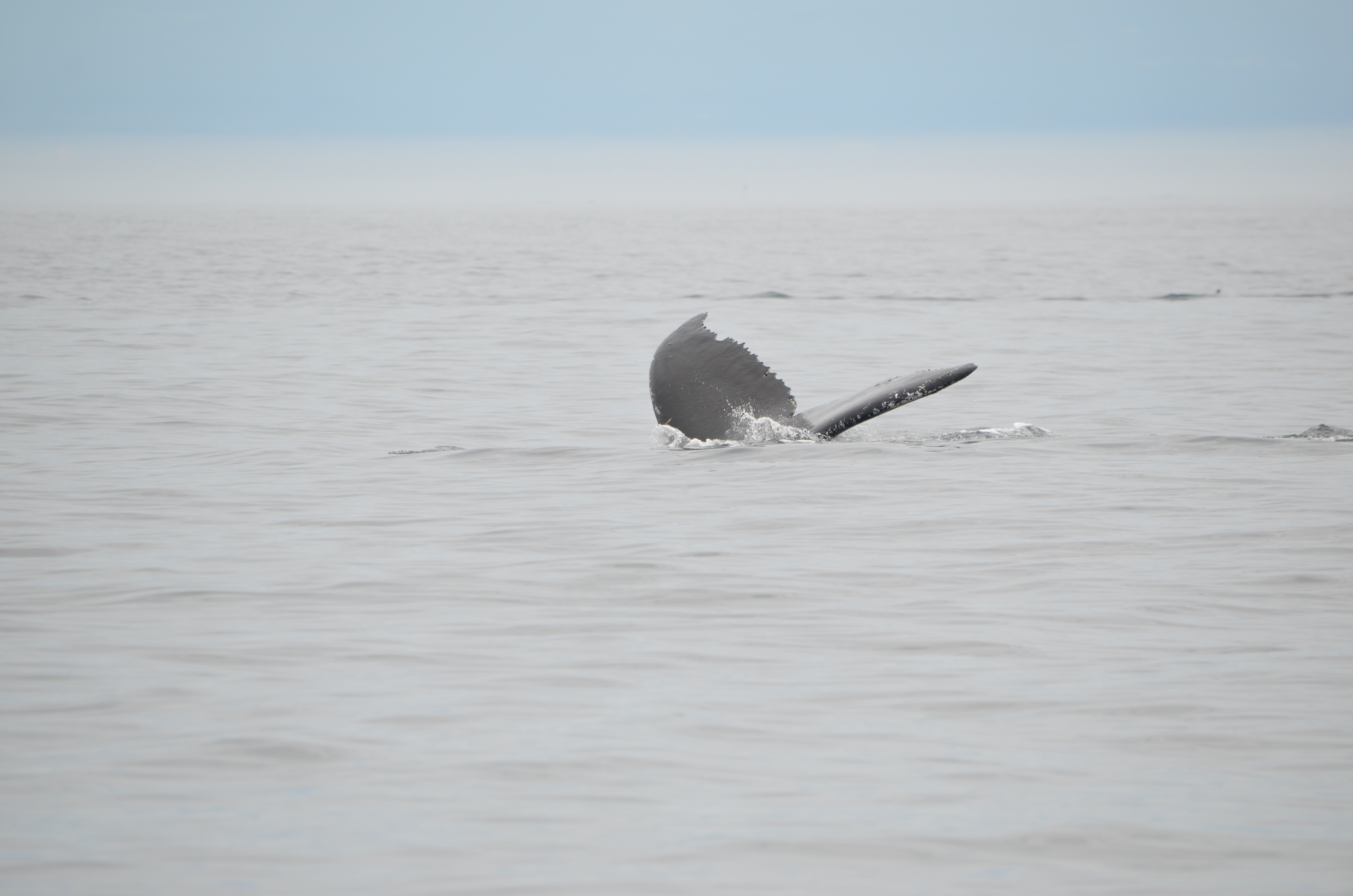 photos/wildlife/Mammal_Species/Humpback Whale/DSC_0155.JPG